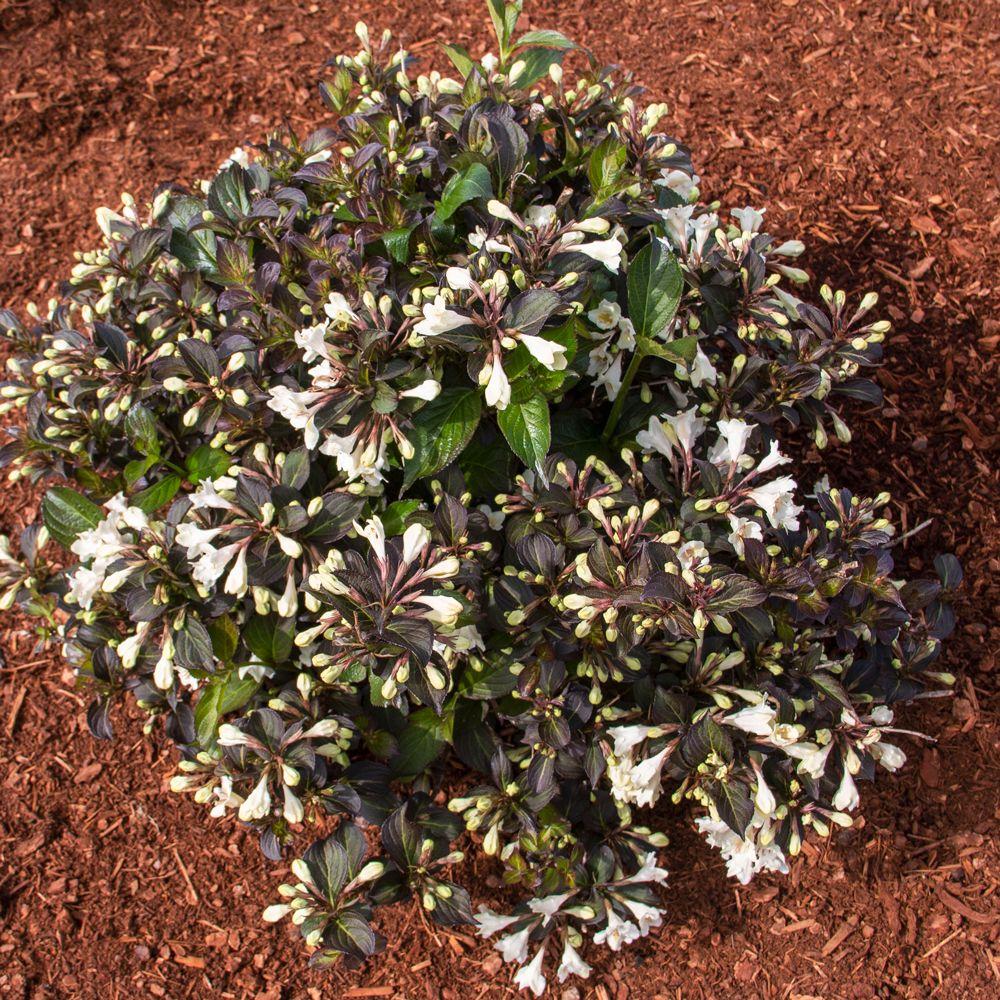Weigela Florida Tuxedo - View 1 from www redcrocus com