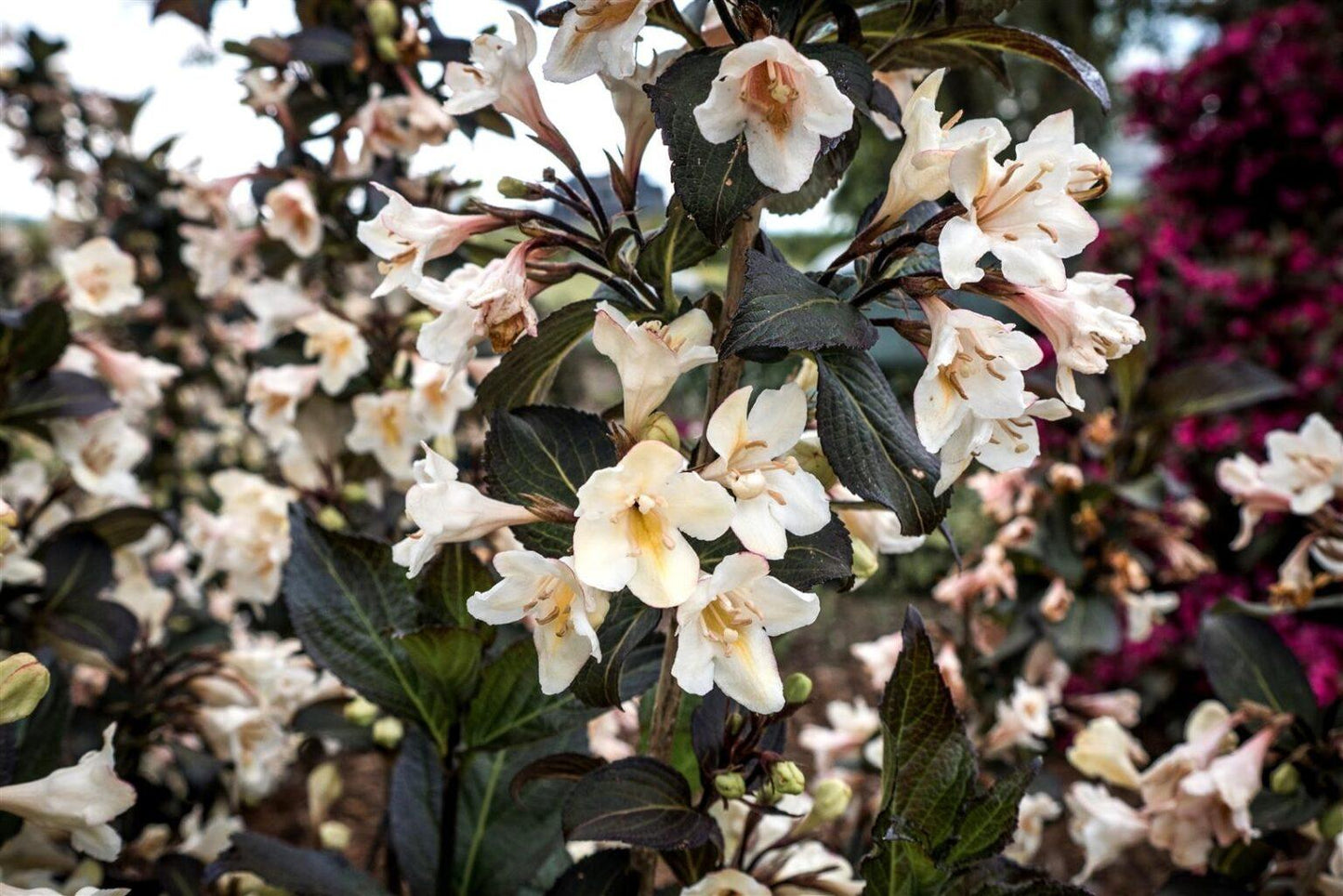 Weigela Florida Tuxedo - View 2 from www redcrocus com