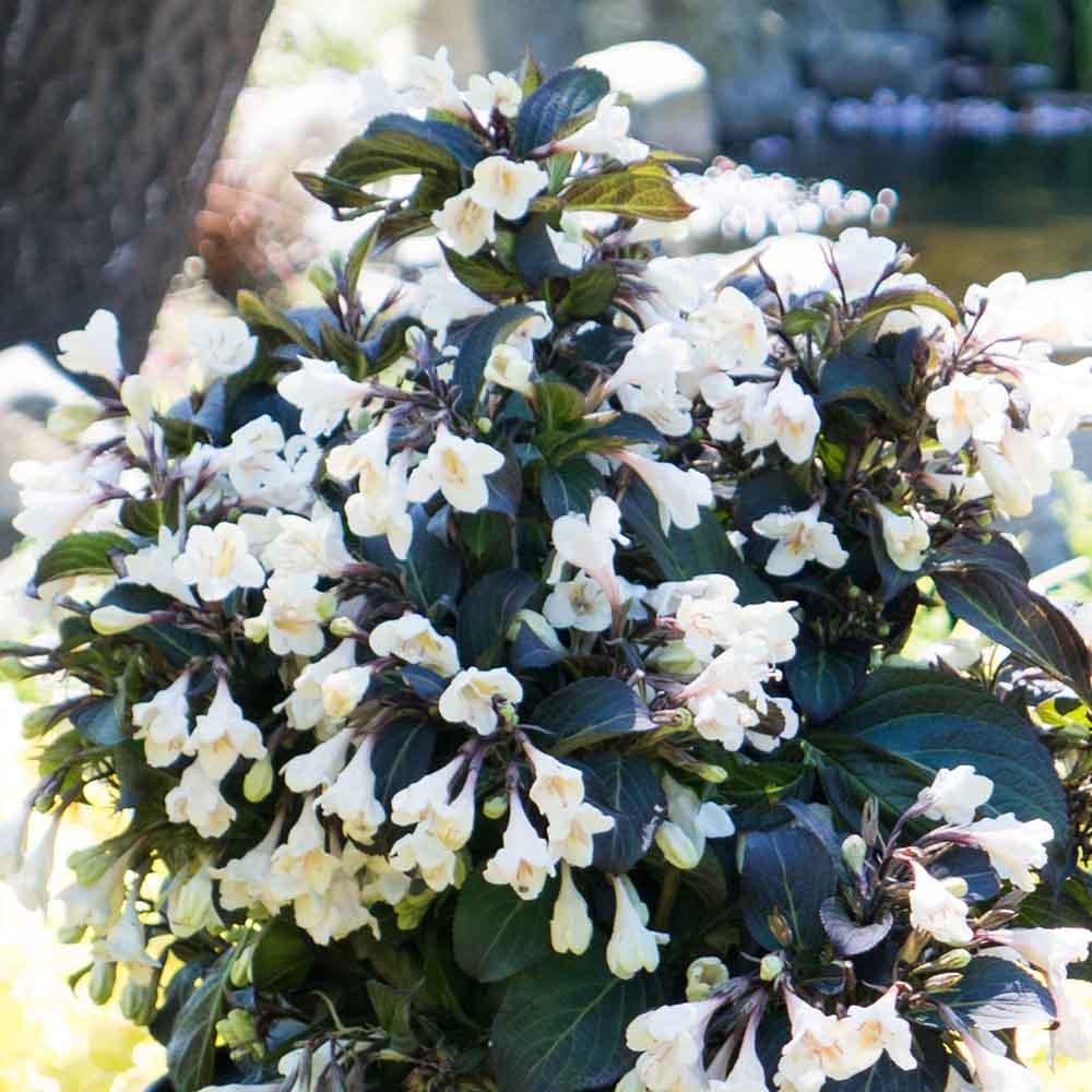 Weigela Florida Tuxedo - View 3 from www redcrocus com