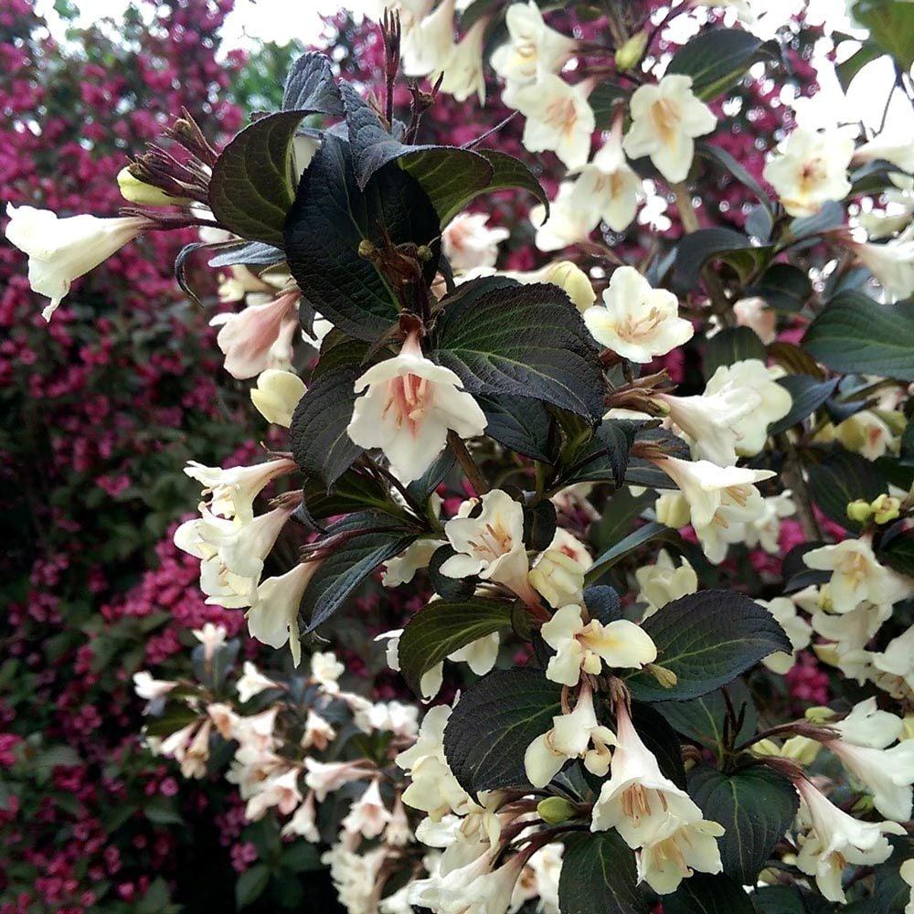 Weigela Florida Tuxedo - View 4 from www redcrocus com