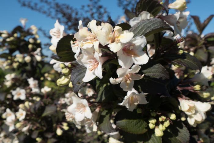 Weigela Florida Tuxedo - View 5 from www redcrocus com