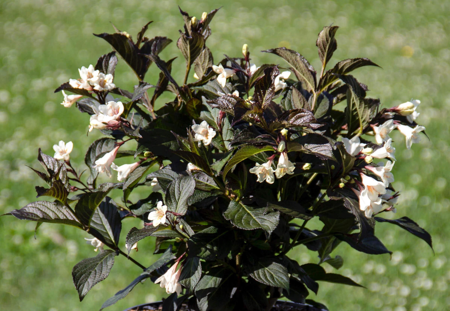 Weigela Florida Tuxedo - View 6 from www redcrocus com