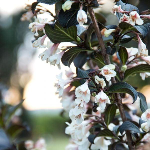 Weigela Florida Tuxedo - View 7 from www redcrocus com