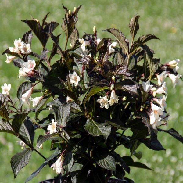Weigela Florida Tuxedo - View 8 from www redcrocus com