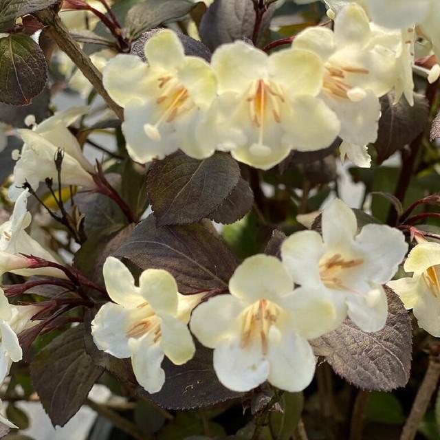 Weigela Florida Tuxedo - View 9 from www redcrocus com