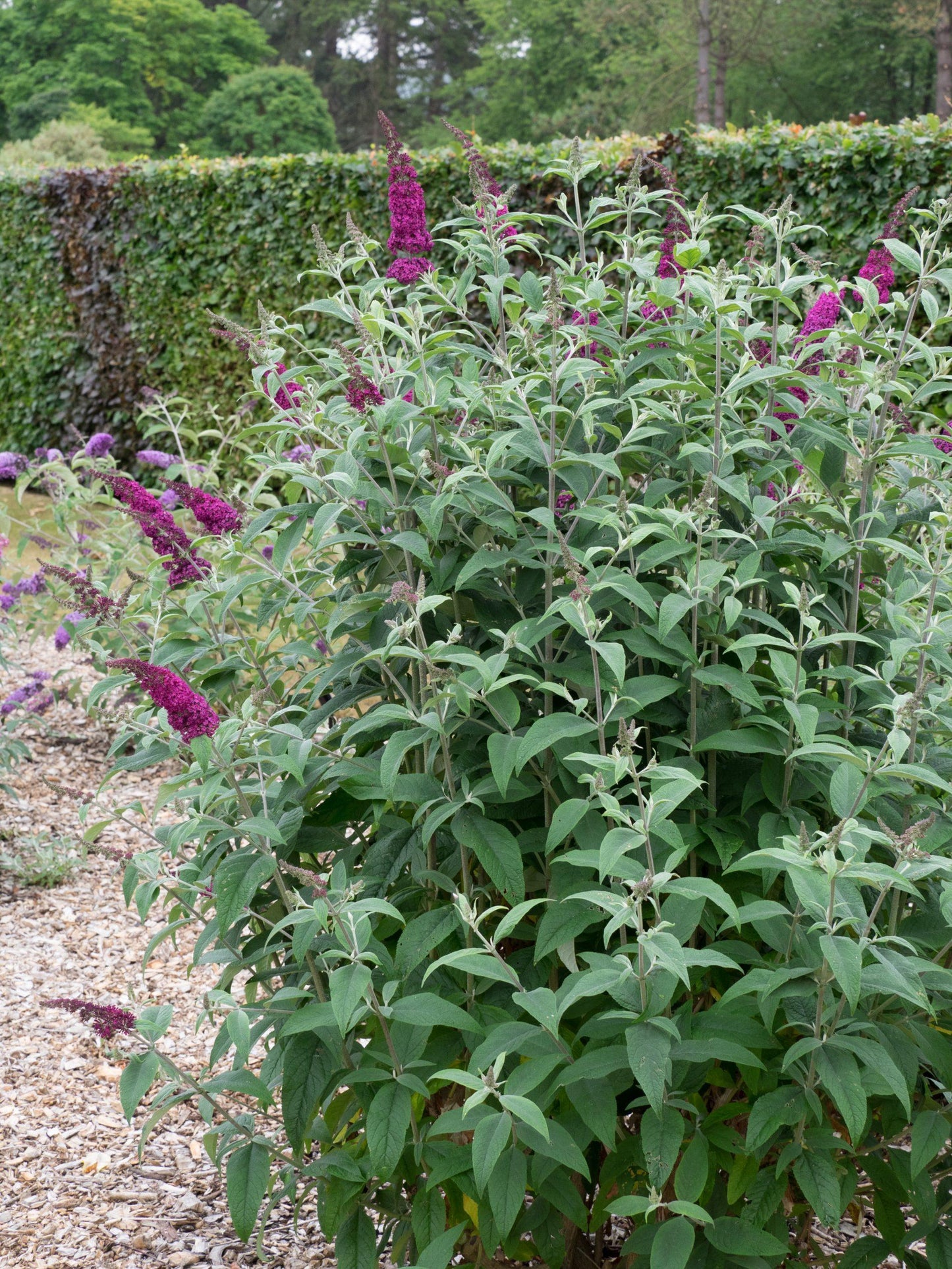 Buddleia Davidii Miss Ruby - View 14 from www redcrocus com
