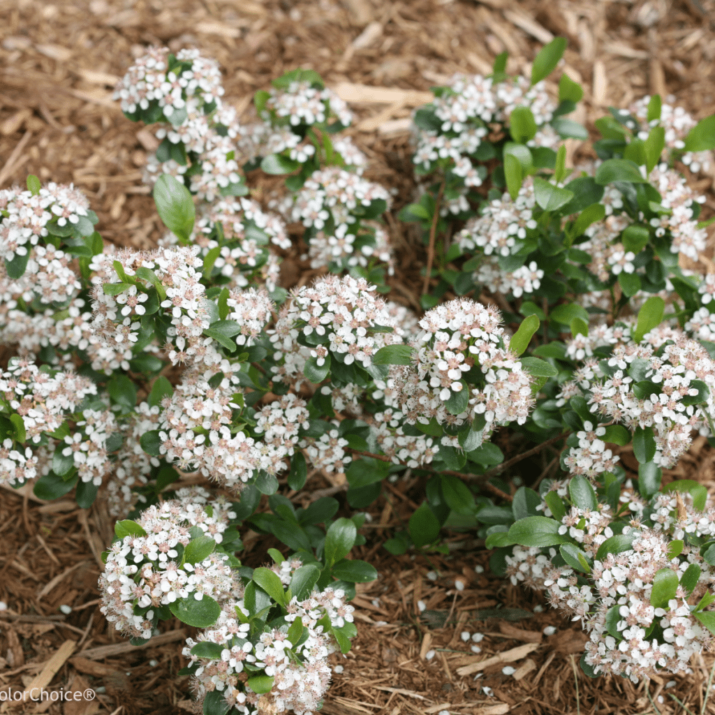 Aronia Melanocarpa Low Scape Mound - View 10 from www redcrocus com