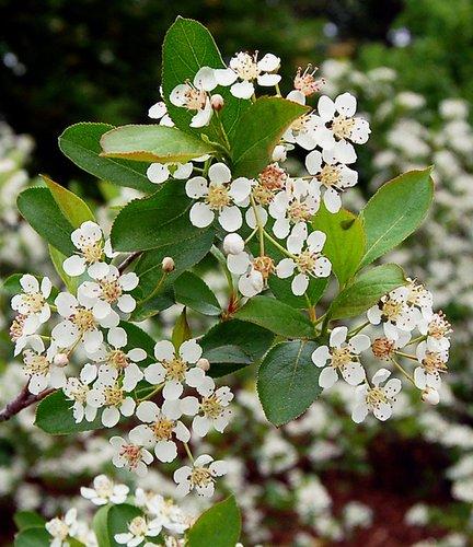 Aronia Melanocarpa 'iroquois Beauty' - View 12 from www redcrocus com