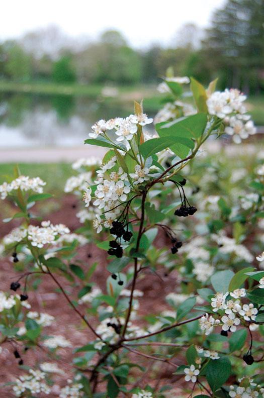 Aronia Melanocarpa 'iroquois Beauty' - View 2 from www redcrocus com