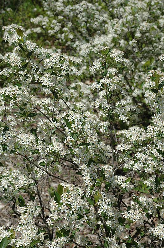 Aronia Melanocarpa 'iroquois Beauty' - View 5 from www redcrocus com
