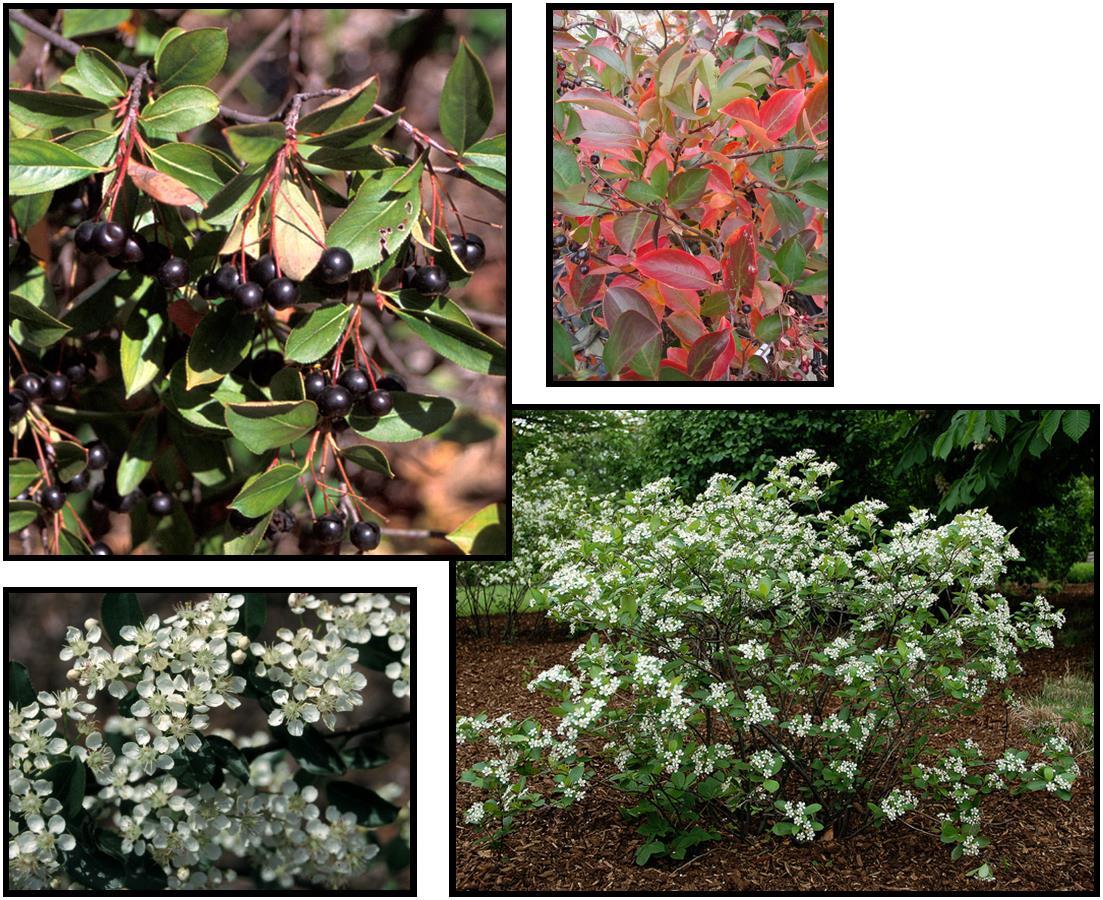 Aronia Melanocarpa 'iroquois Beauty' - View 6 from www redcrocus com