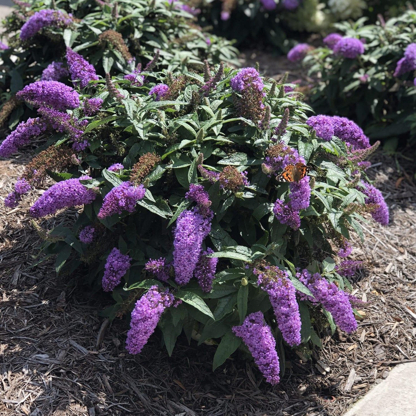 Buddleia Davidii Pugster Amethyst - View 10 from www redcrocus com