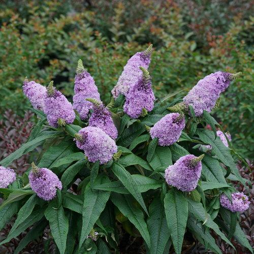 Buddleia Davidii Pugster Amethyst - View 11 from www redcrocus com