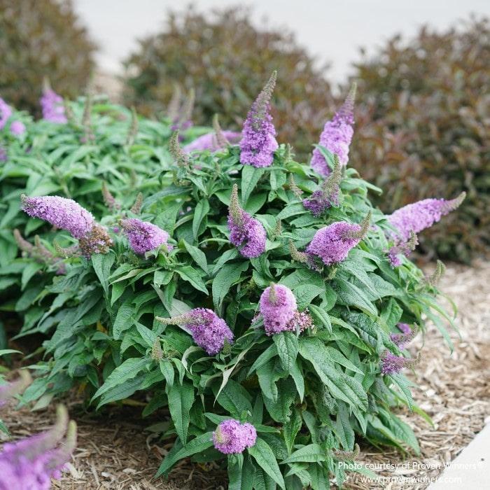 Buddleia Davidii Pugster Amethyst - View 12 from www redcrocus com