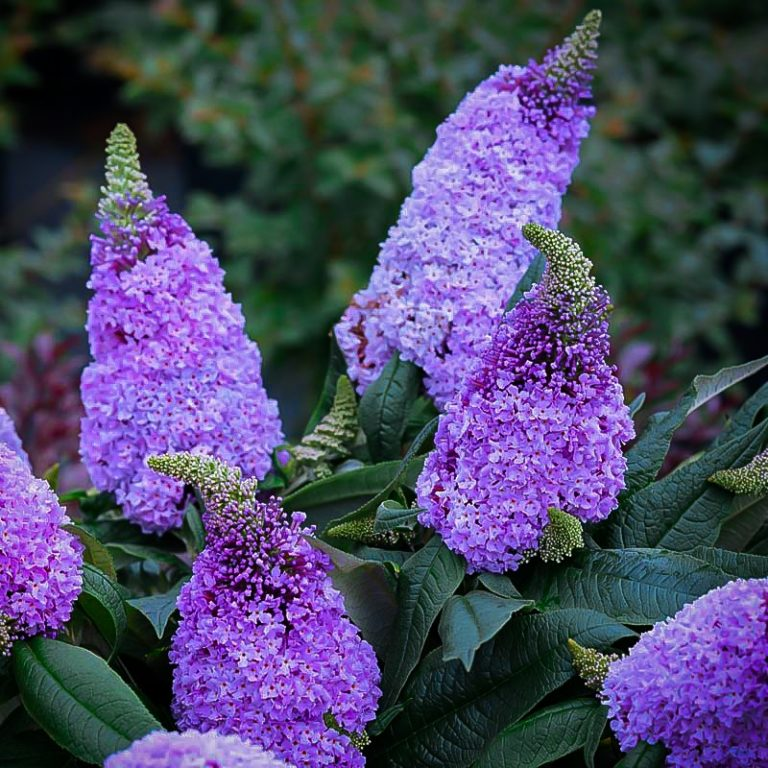 Buddleia Davidii Pugster Amethyst - View 13 from www redcrocus com