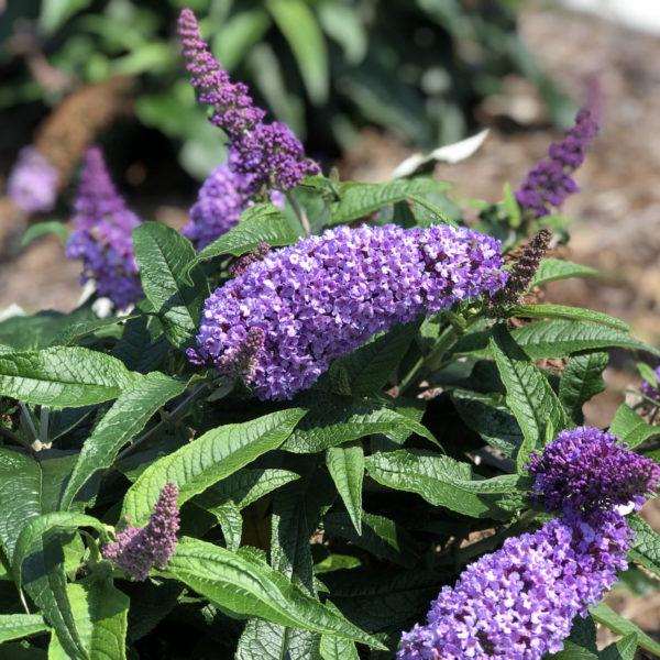 Buddleia Davidii Pugster Amethyst - View 14 from www redcrocus com