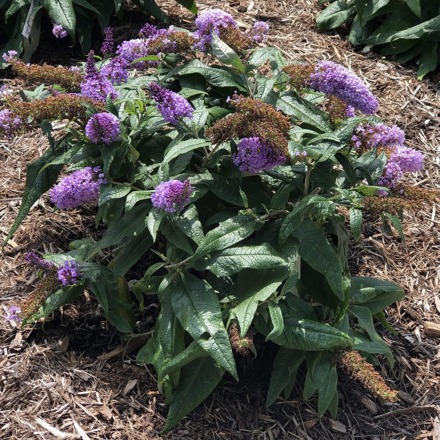 Buddleia Davidii Pugster Amethyst - View 15 from www redcrocus com