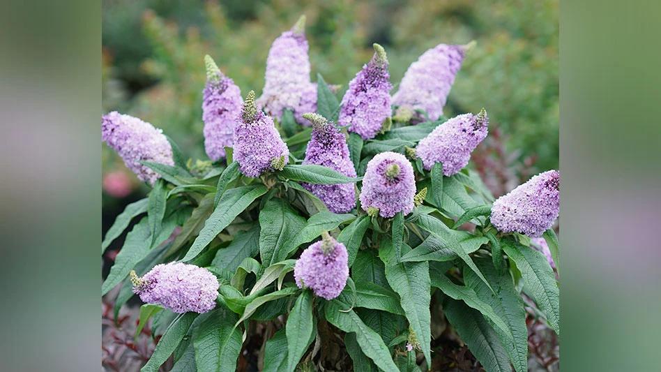 Buddleia Davidii Pugster Amethyst - View 16 from www redcrocus com