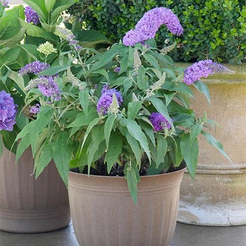 Buddleia Davidii Pugster Amethyst - View 17 from www redcrocus com