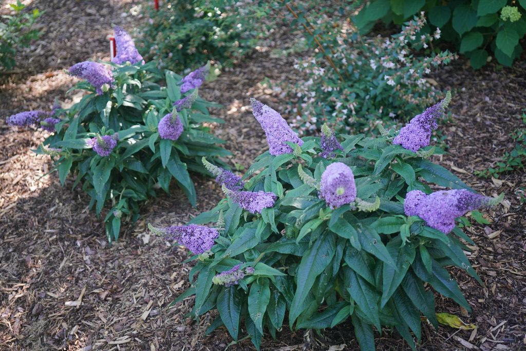 Buddleia Davidii Pugster Amethyst - View 1 from www redcrocus com