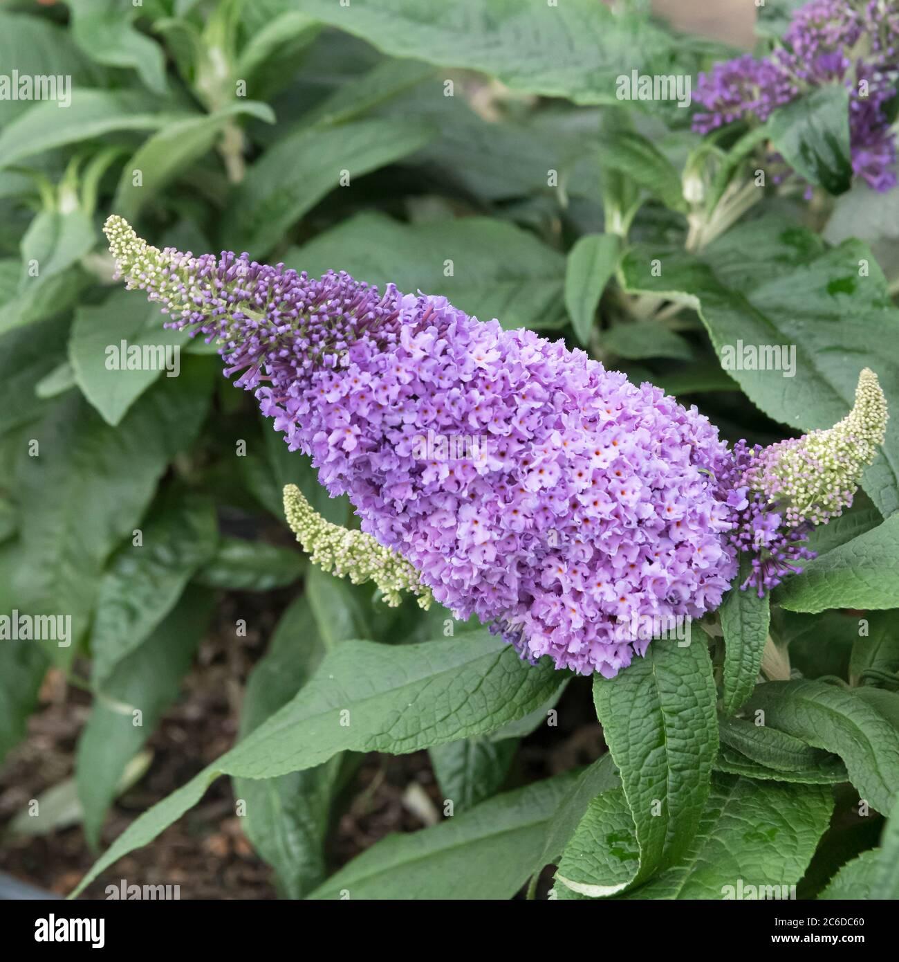 Buddleia Davidii Pugster Amethyst - View 2 from www redcrocus com