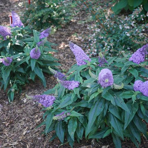 Buddleia Davidii Pugster Amethyst - View 3 from www redcrocus com