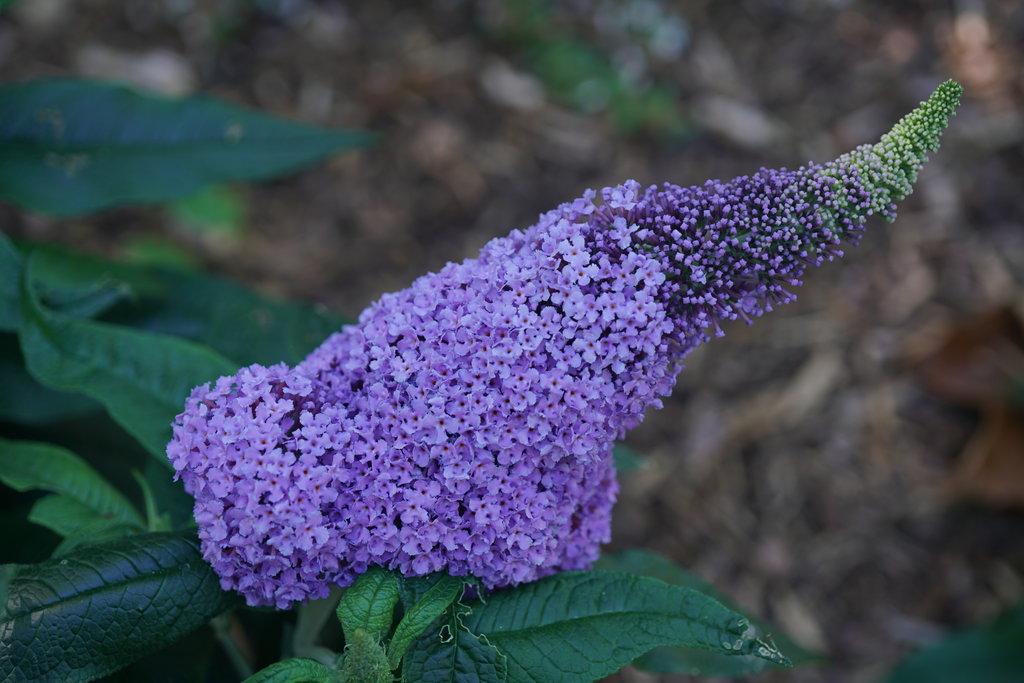 Buddleia Davidii Pugster Amethyst - View 4 from www redcrocus com