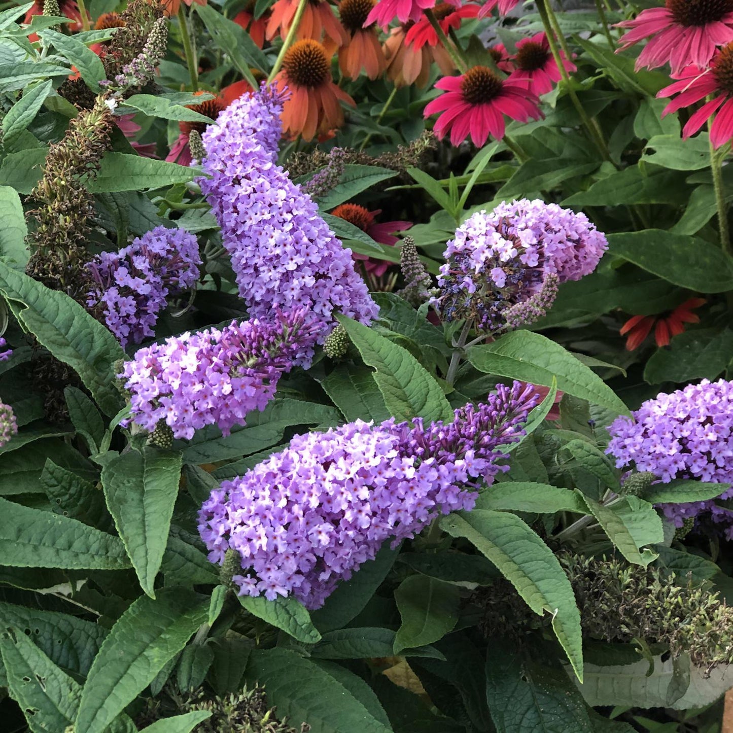 Buddleia Davidii Pugster Amethyst - View 5 from www redcrocus com