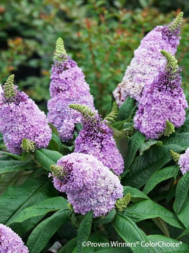 Buddleia Davidii Pugster Amethyst - View 6 from www redcrocus com