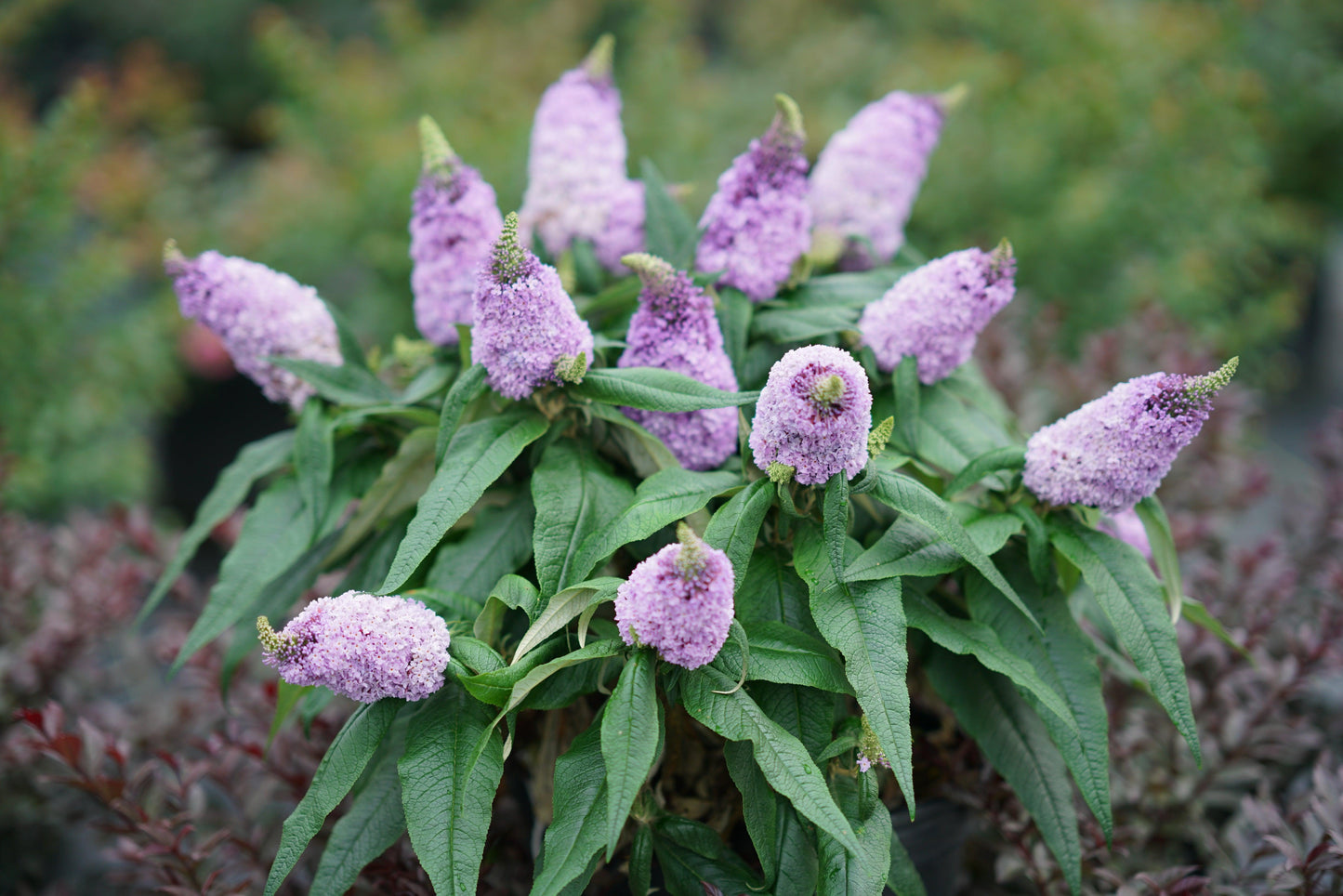 Buddleia Davidii Pugster Amethyst - View 7 from www redcrocus com