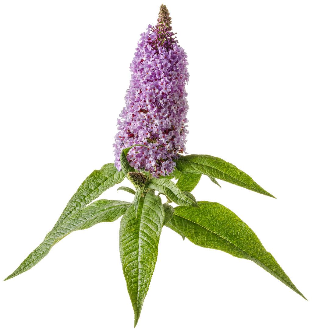 Buddleia Davidii Pugster Amethyst - View 9 from www redcrocus com