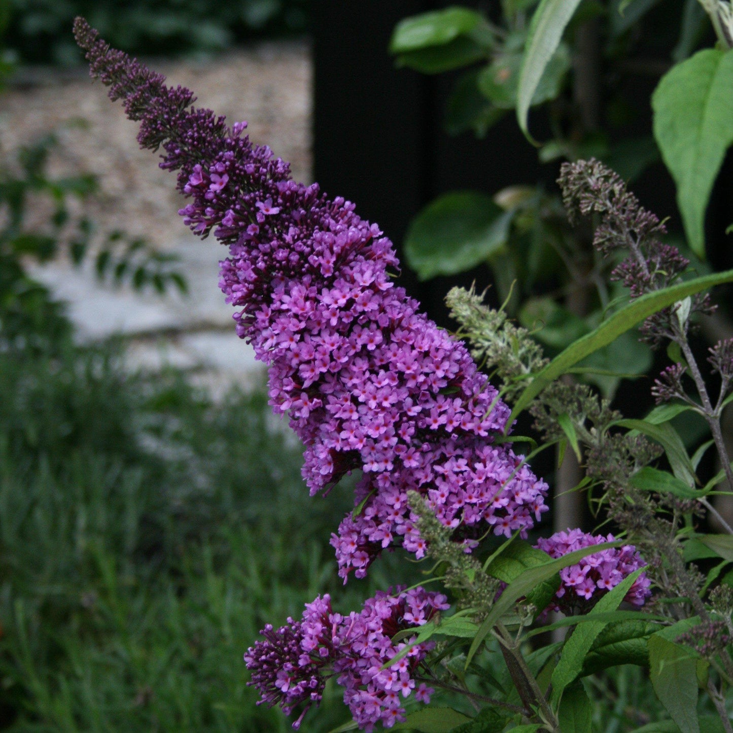 Buddleia Davidii Pugster Blue - View 6 from www redcrocus com