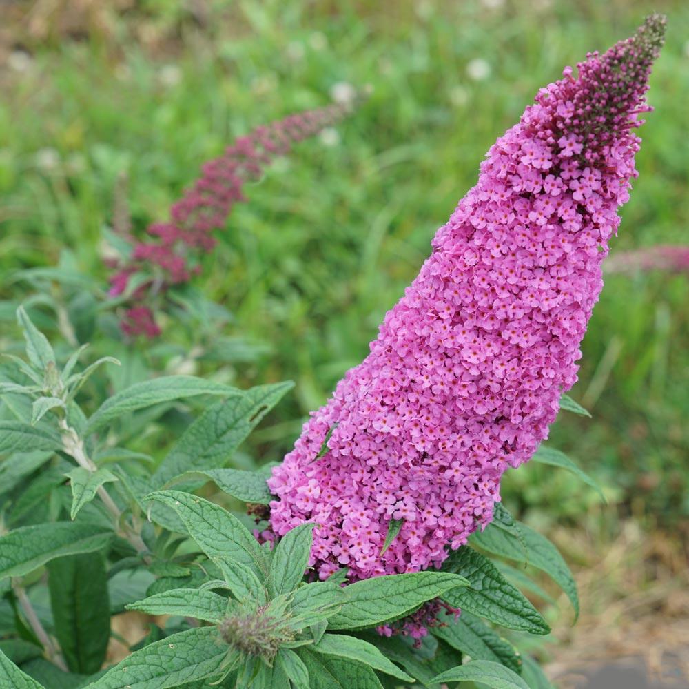 Buddleia Davidii Pugster Pink - View 11 from www redcrocus com