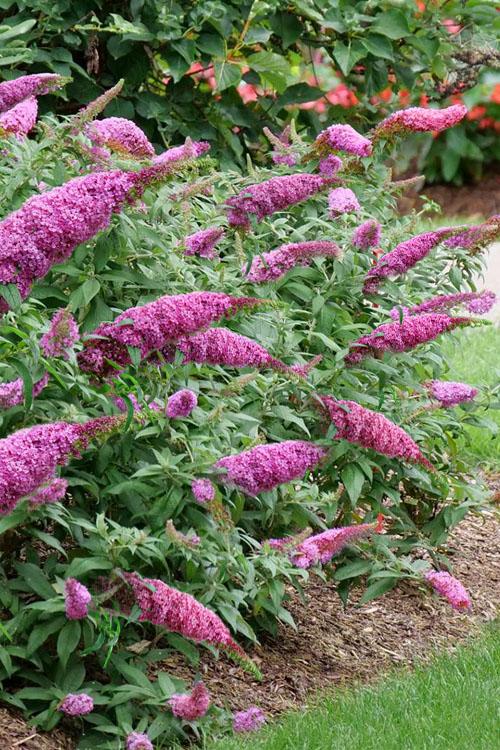 Buddleia Davidii Pugster Pink - View 15 from www redcrocus com