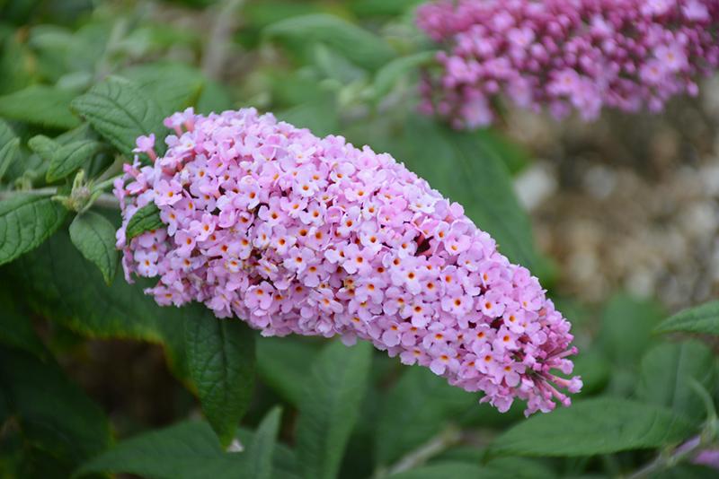 Buddleia Davidii Pugster Pink - View 17 from www redcrocus com