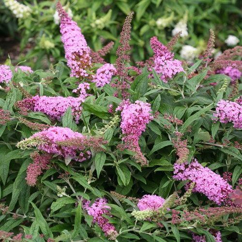 Buddleia Davidii Pugster Pink - View 4 from www redcrocus com