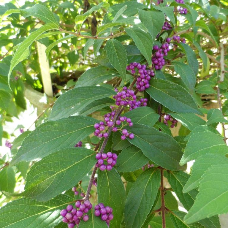 Callicarpa Dichotoma Pearl Glam - View 11 from www redcrocus com