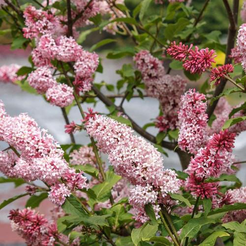Syringa Prestoniae Miss Canada - View 11 from www redcrocus com