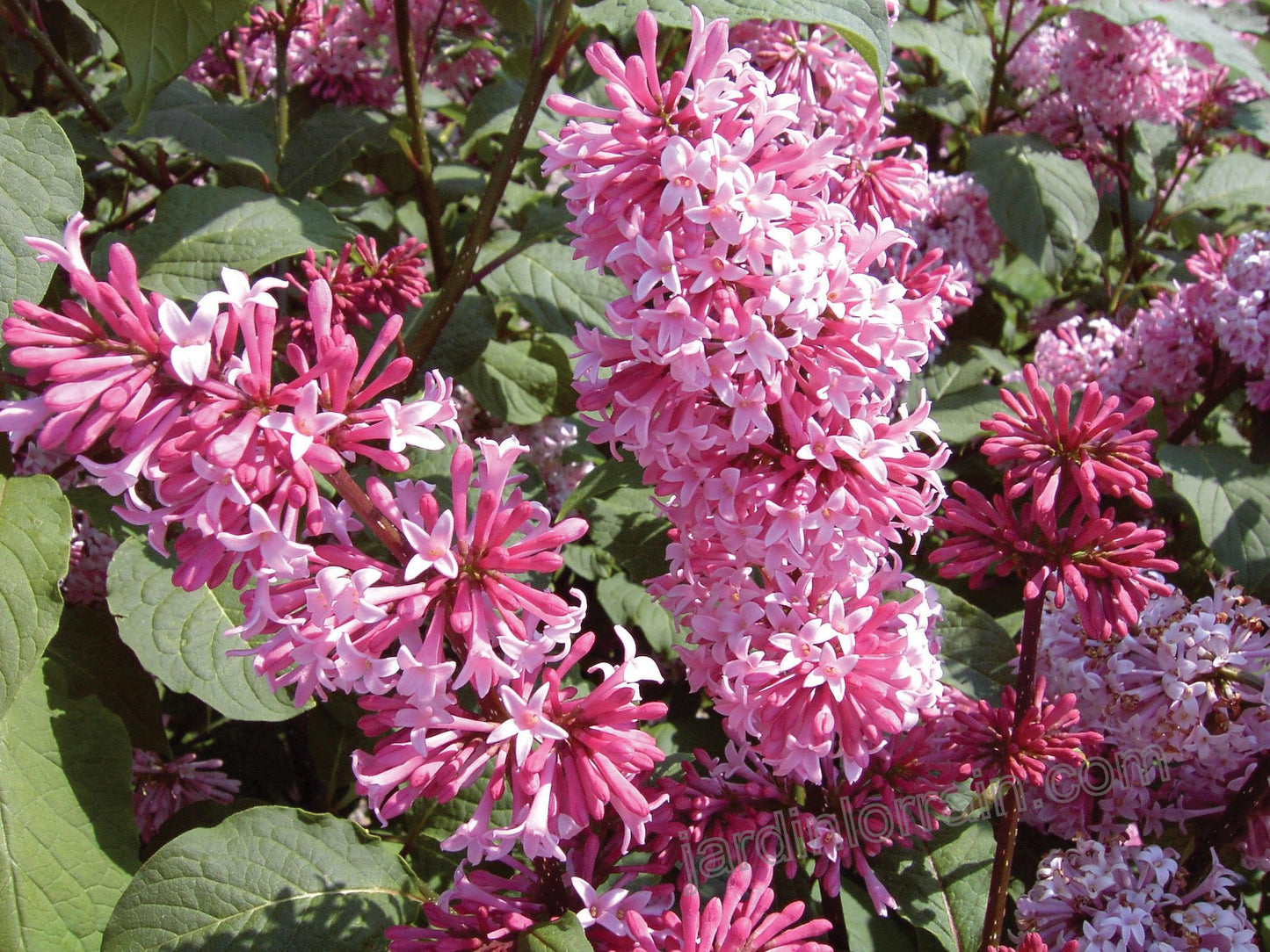 Syringa Prestoniae Miss Canada - View 1 from www redcrocus com