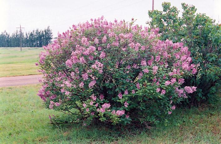 Syringa Prestoniae Miss Canada - View 3 from www redcrocus com