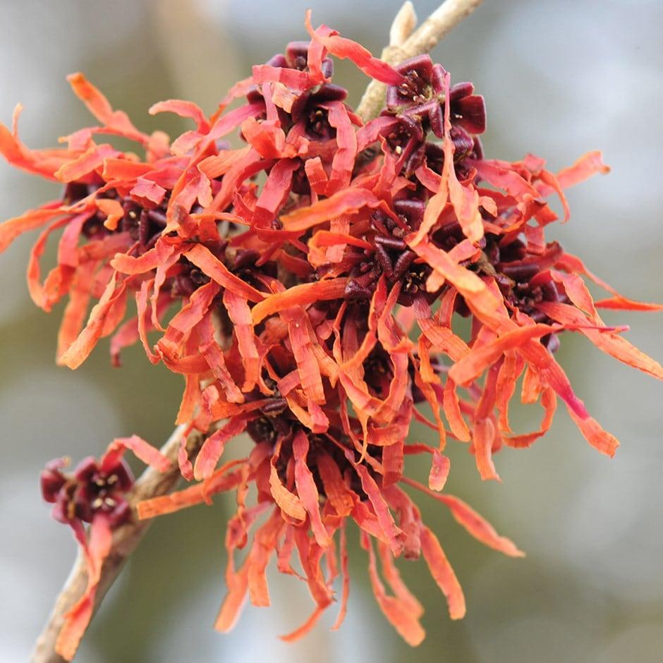 Hamamelis Intermedia Jelena - View 10 from www redcrocus com