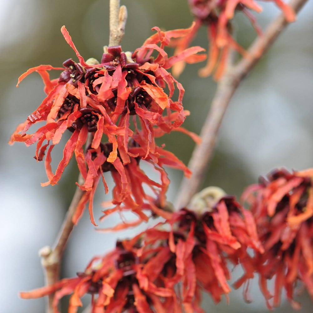 Hamamelis Intermedia Jelena - View 20 from www redcrocus com