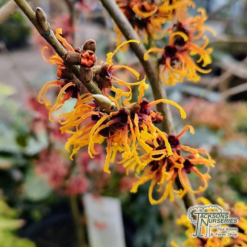 Hamamelis Intermedia Jelena - View 4 from www redcrocus com