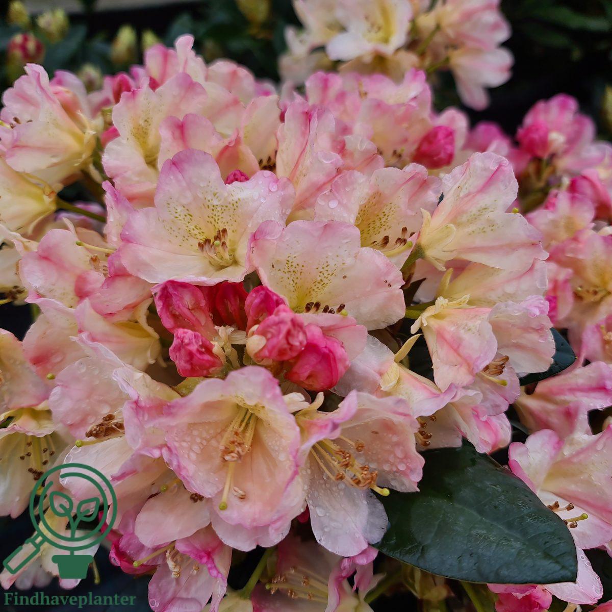 Rhododendron Percy Wiseman - View 12 from www redcrocus com