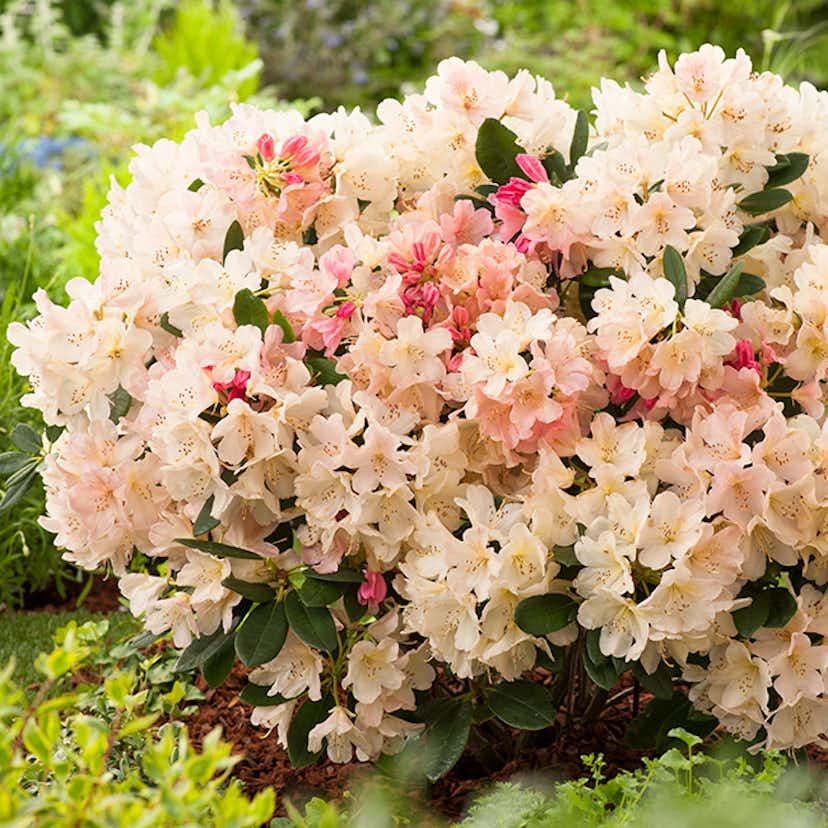 Rhododendron Percy Wiseman - View 16 from www redcrocus com