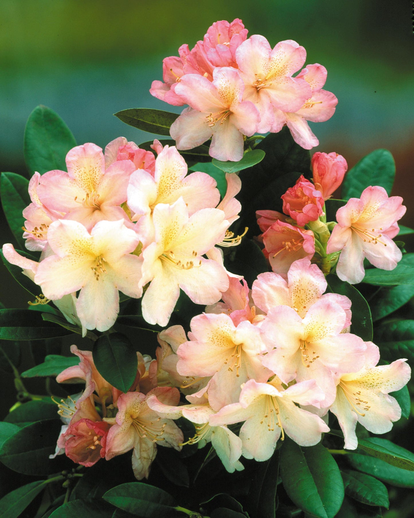 Rhododendron Percy Wiseman - View 2 from www redcrocus com