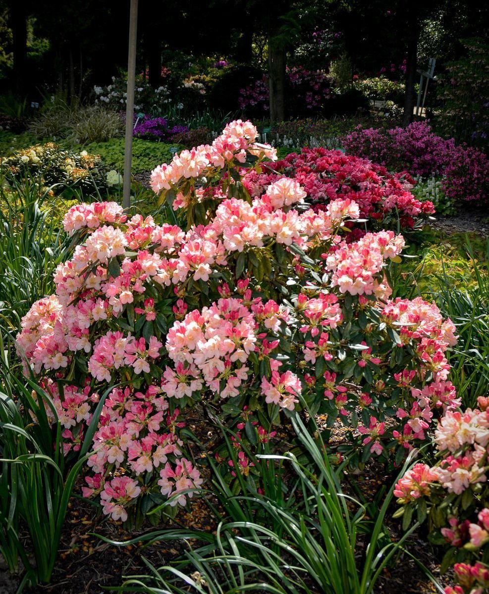 Rhododendron Percy Wiseman - View 4 from www redcrocus com