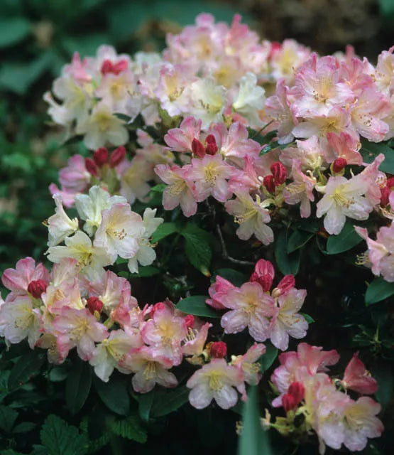 Rhododendron Percy Wiseman - View 5 from www redcrocus com