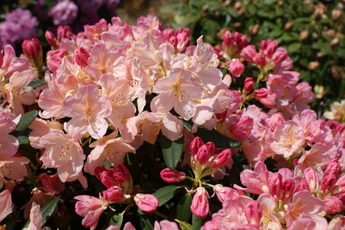Rhododendron Percy Wiseman - View 7 from www redcrocus com