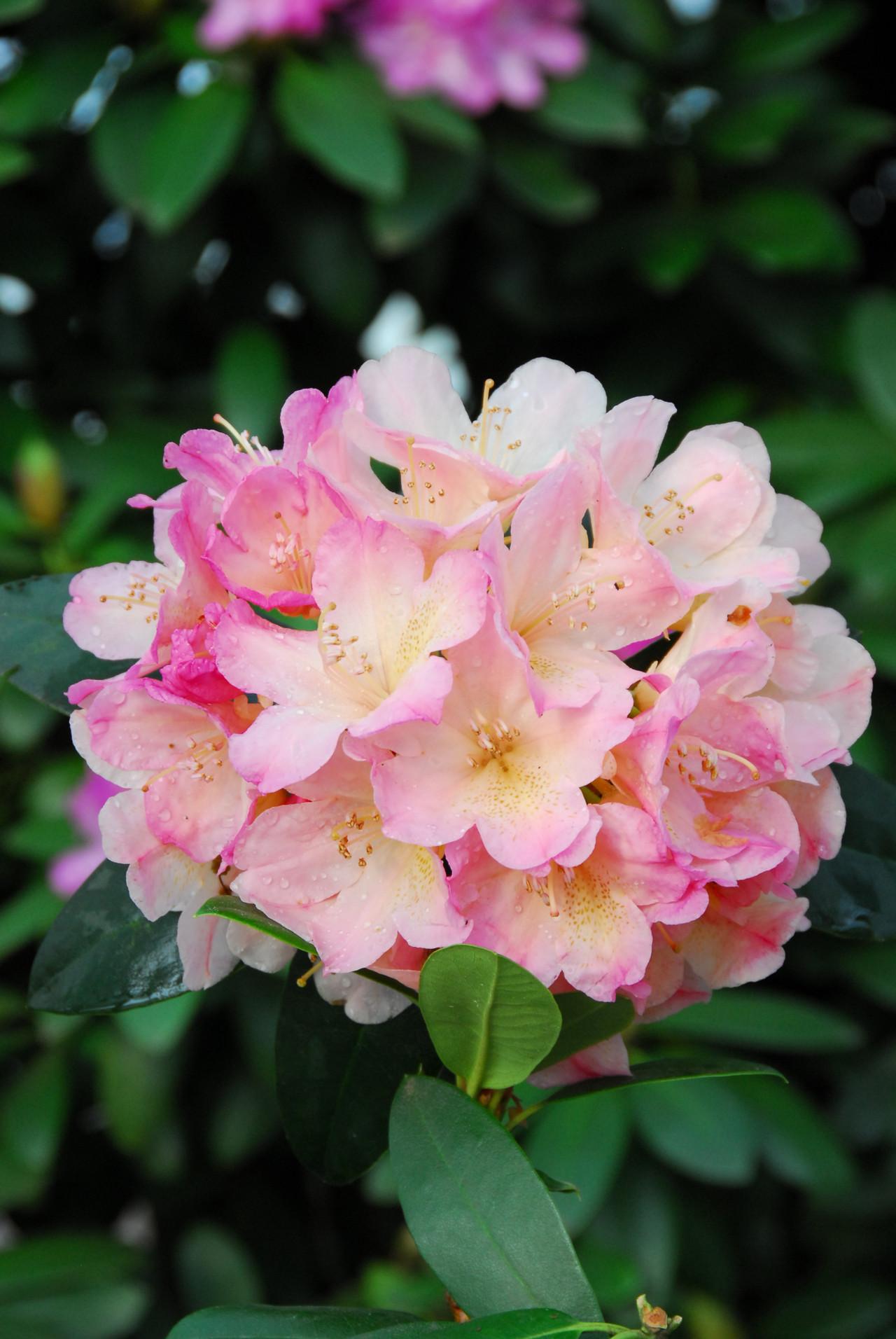 Rhododendron Percy Wiseman - View 8 from www redcrocus com